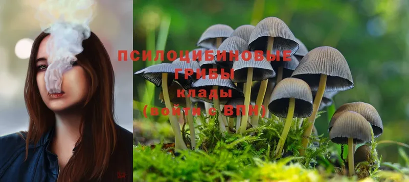 Галлюциногенные грибы Cubensis Гудермес